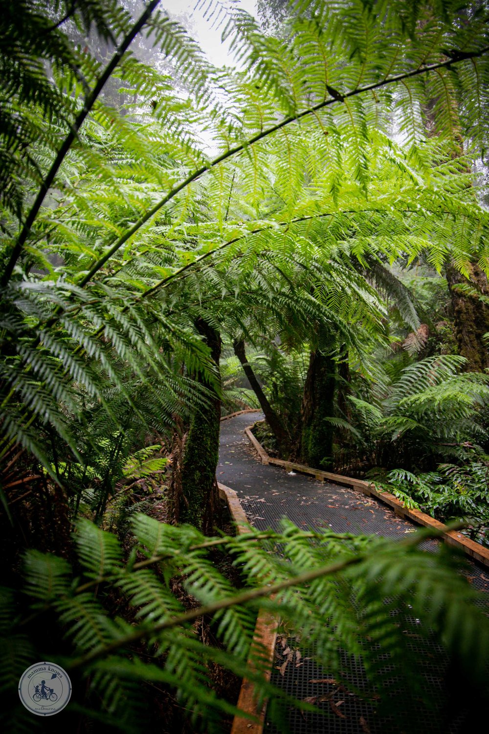 wirrawilla rainforest walk, toolangi - copyright 2023 mamma knows melbourne-5.jpg