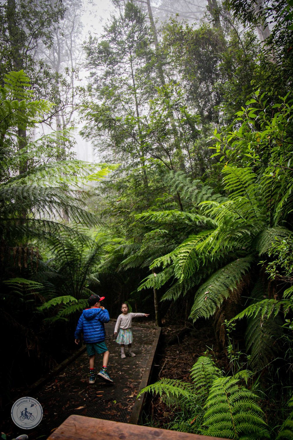 wirrawilla rainforest walk, toolangi - copyright 2023 mamma knows melbourne-2.jpg
