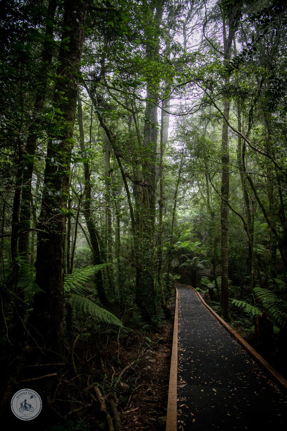 wirrawilla rainforest walk, toolangi - copyright 2023 mamma knows melbourne-4.jpg