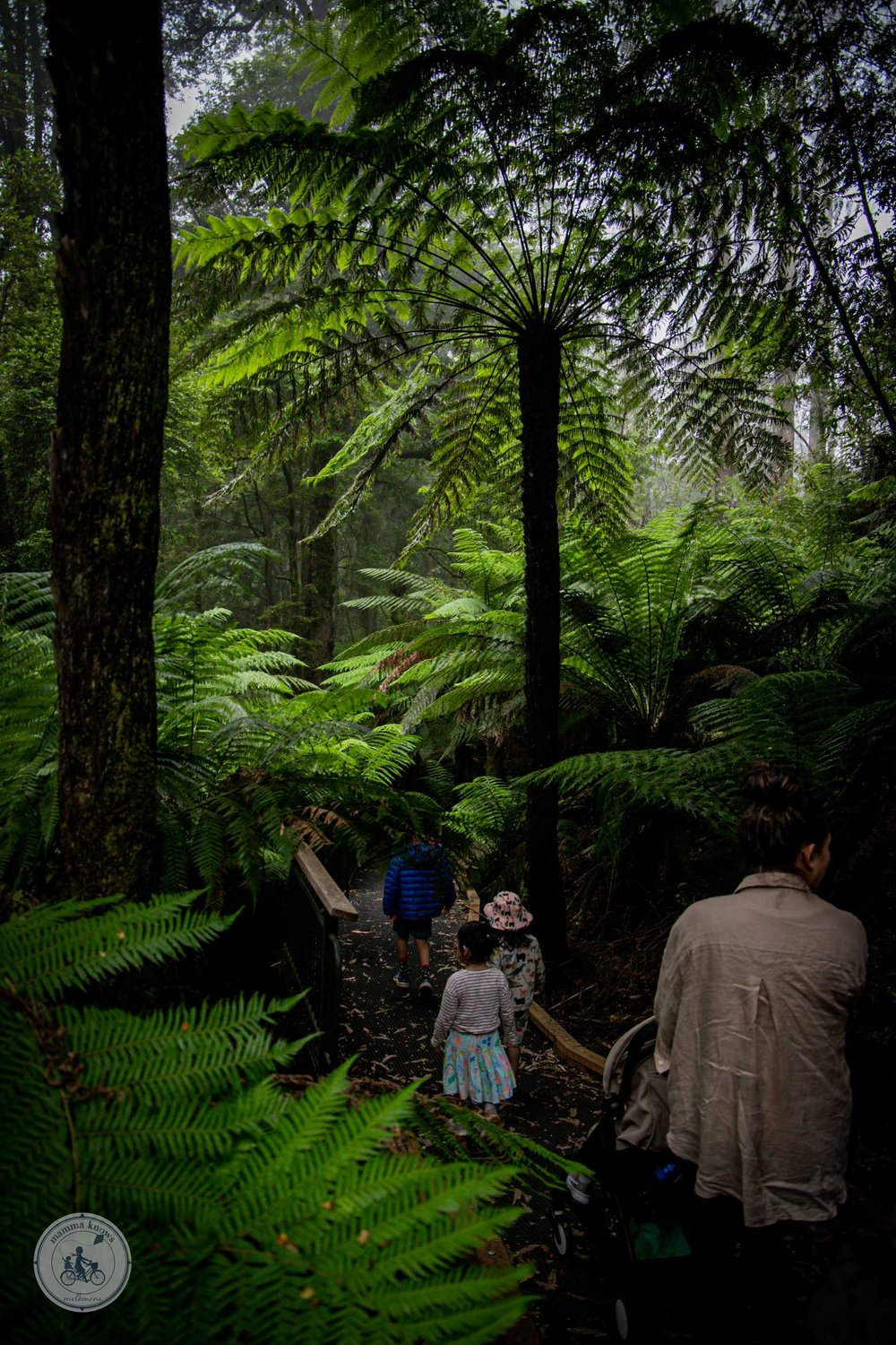 wirrawilla rainforest walk, toolangi - copyright 2023 mamma knows melbourne-3.jpg