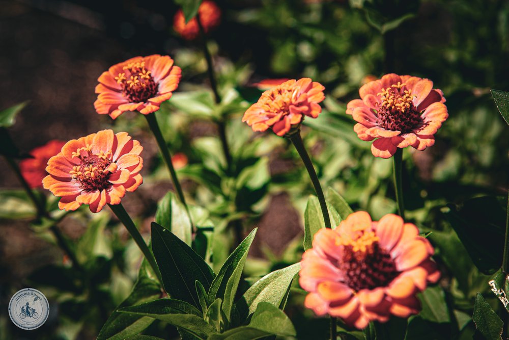 heide healing gardens, bulleen - mamma knows melbourne - copyright