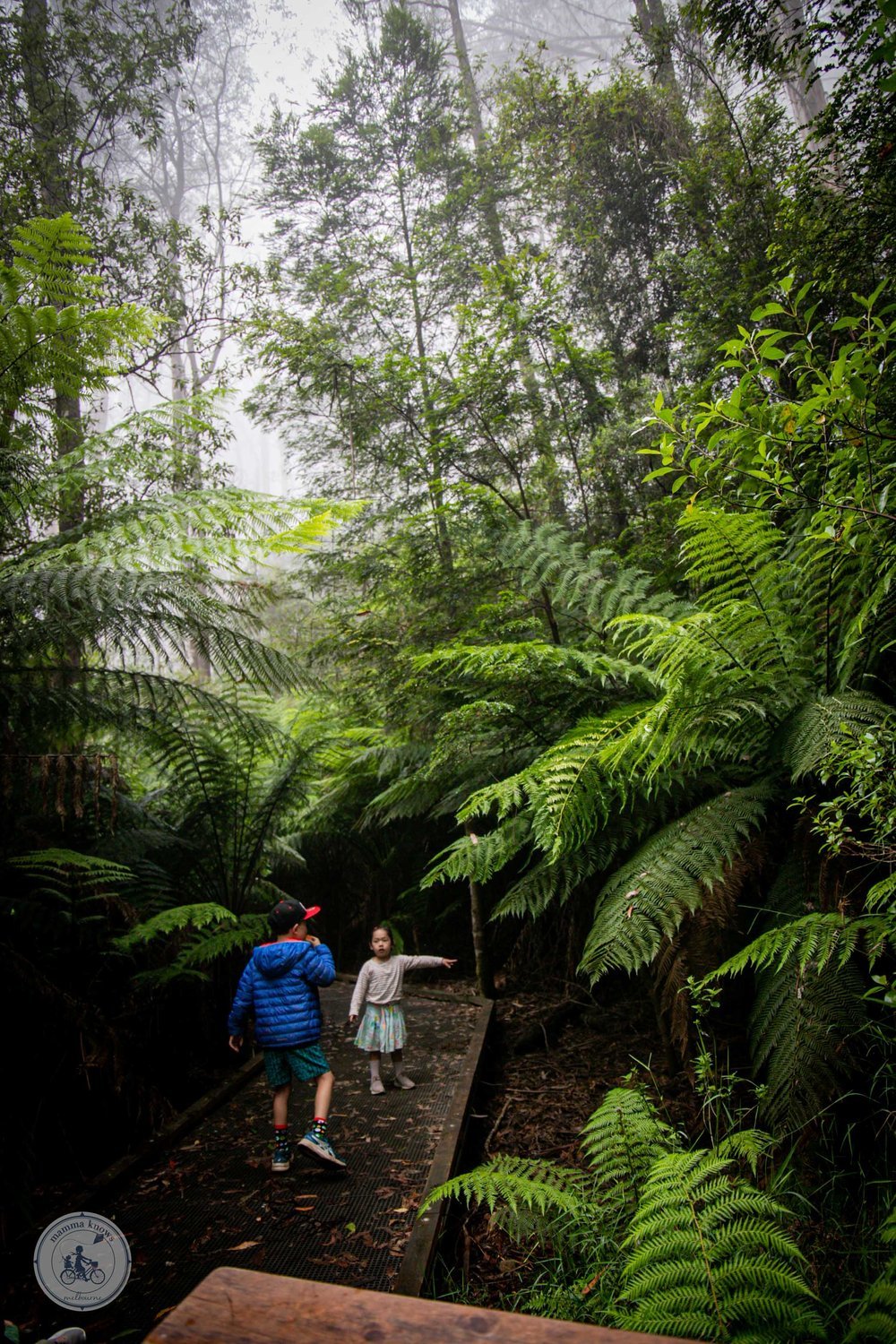 Wirrawilla Rainforest Walk