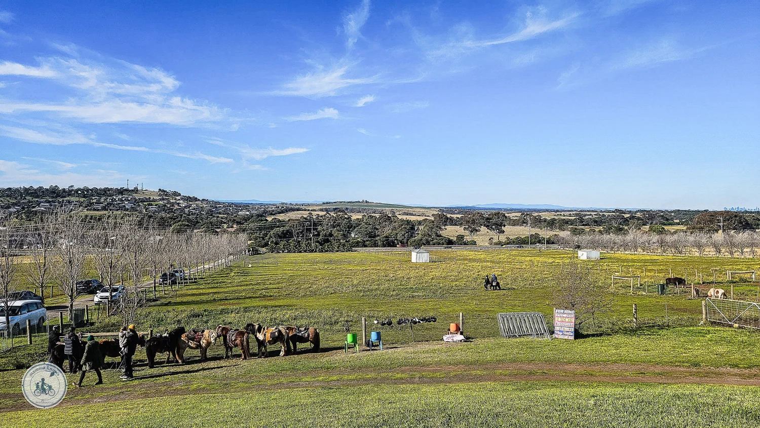 cute and cuddly pony hire