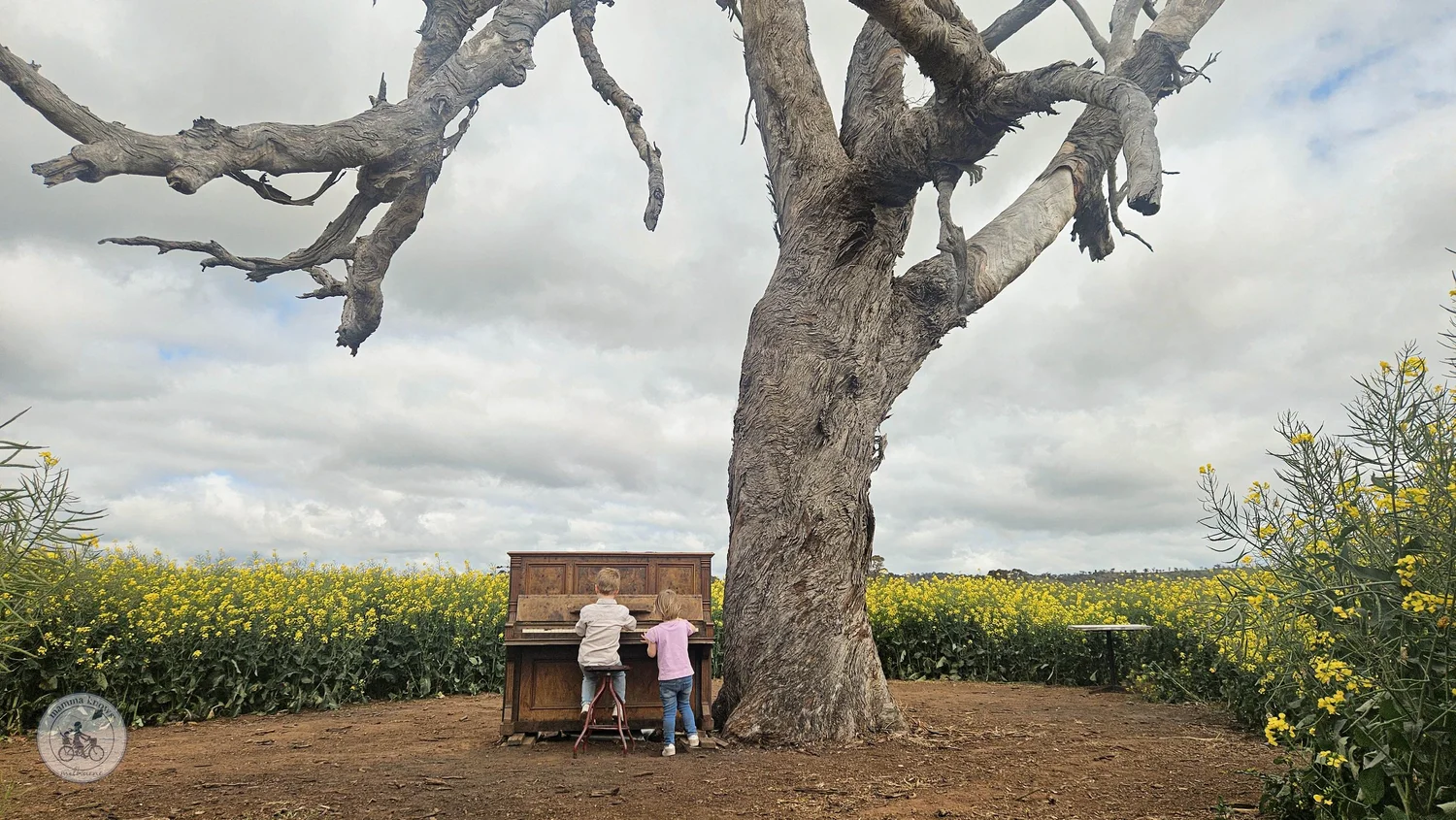 cornella canola walk
