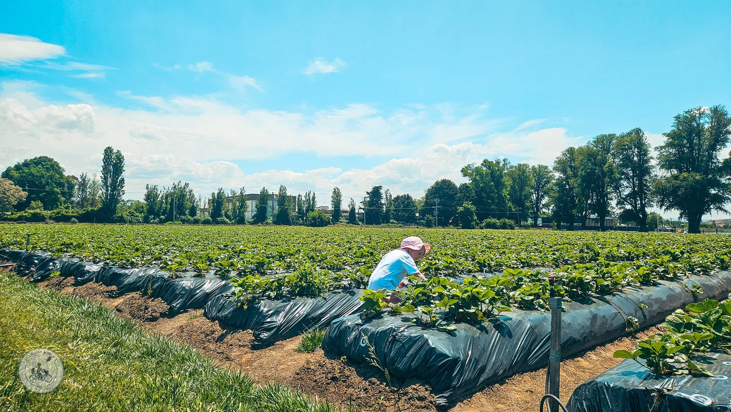 naturipe strawberry and fruit picking