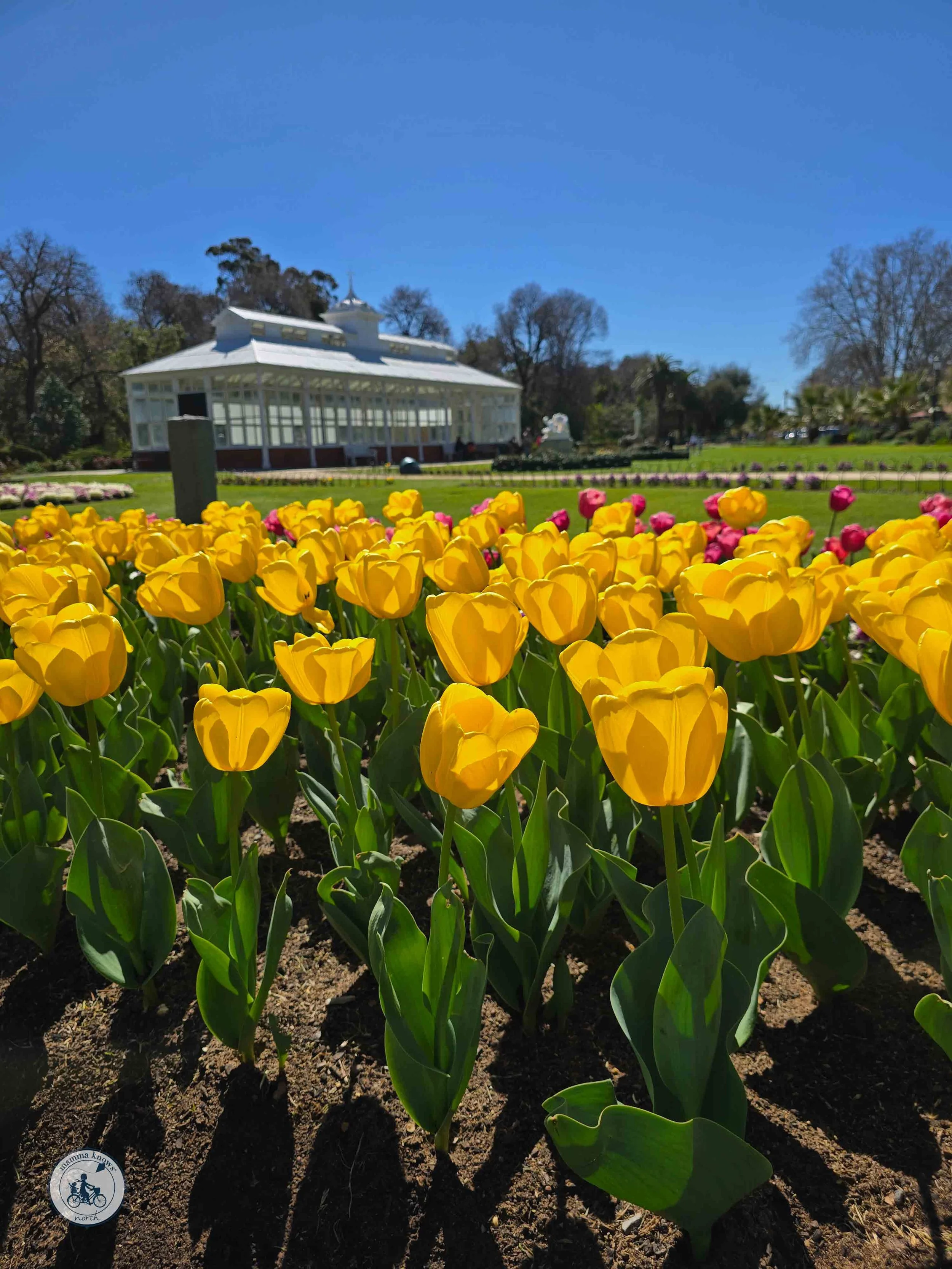 Bendigo Annual Tulip Display
