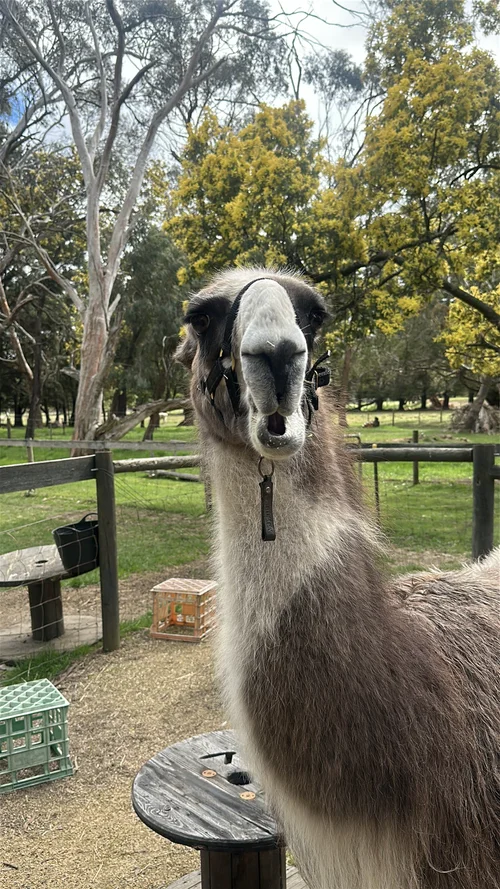 hanging rock meet the llamas and treks