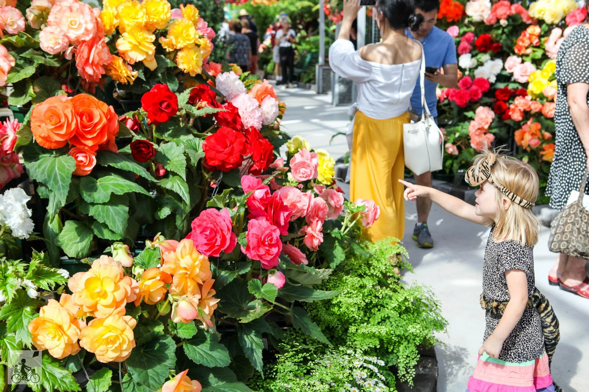 Begonia Festival, Ballarat