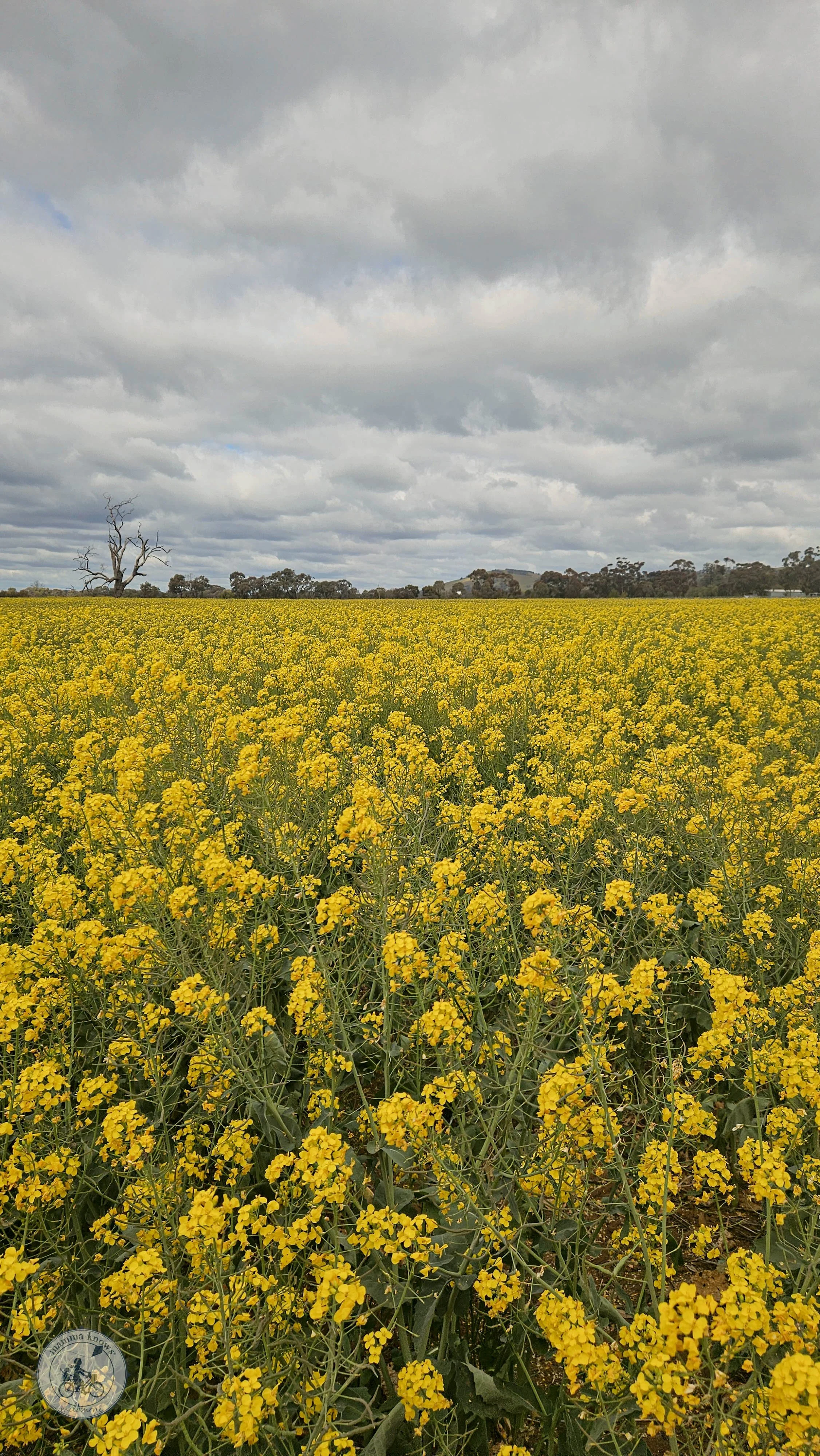 Cornella Canola Walk