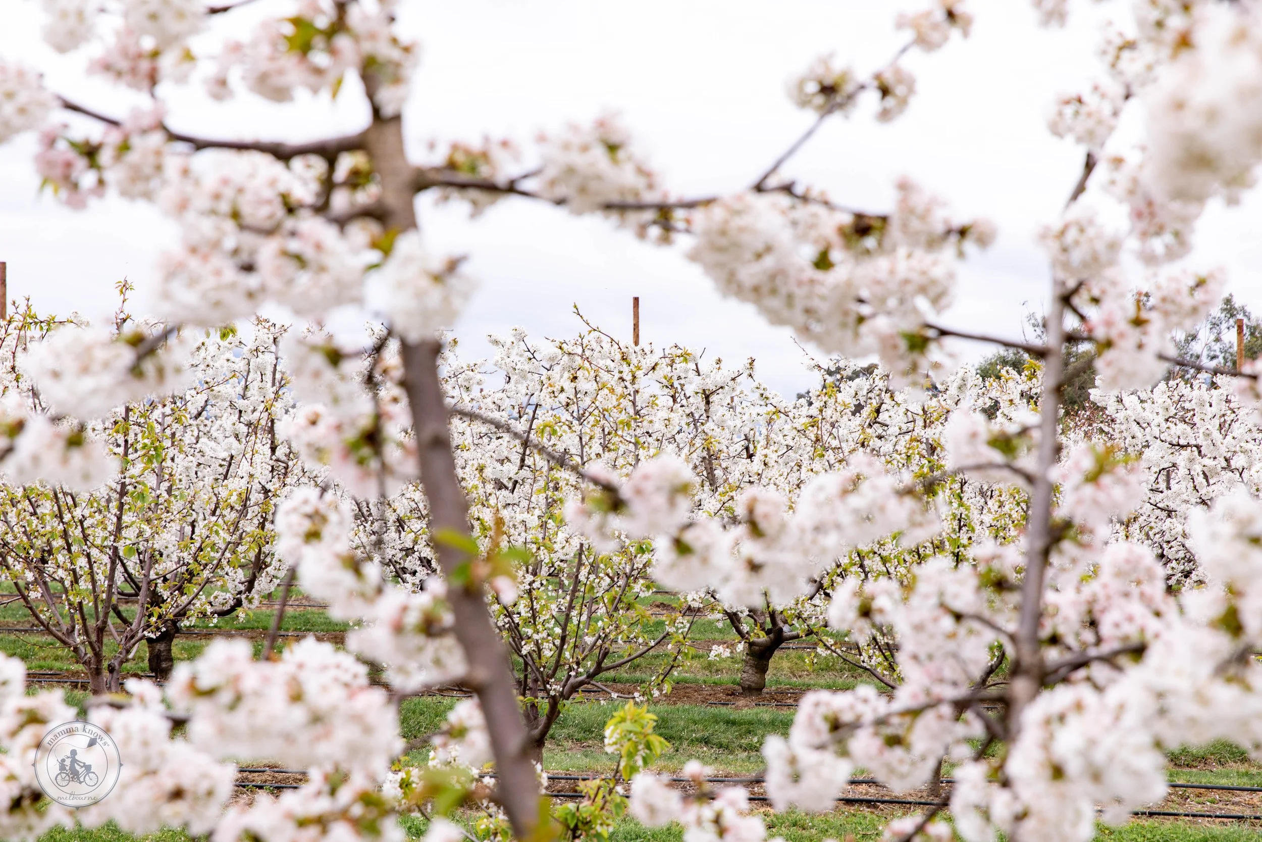 cherryhill orchards blossom festival, coldstream &amp; wandin east