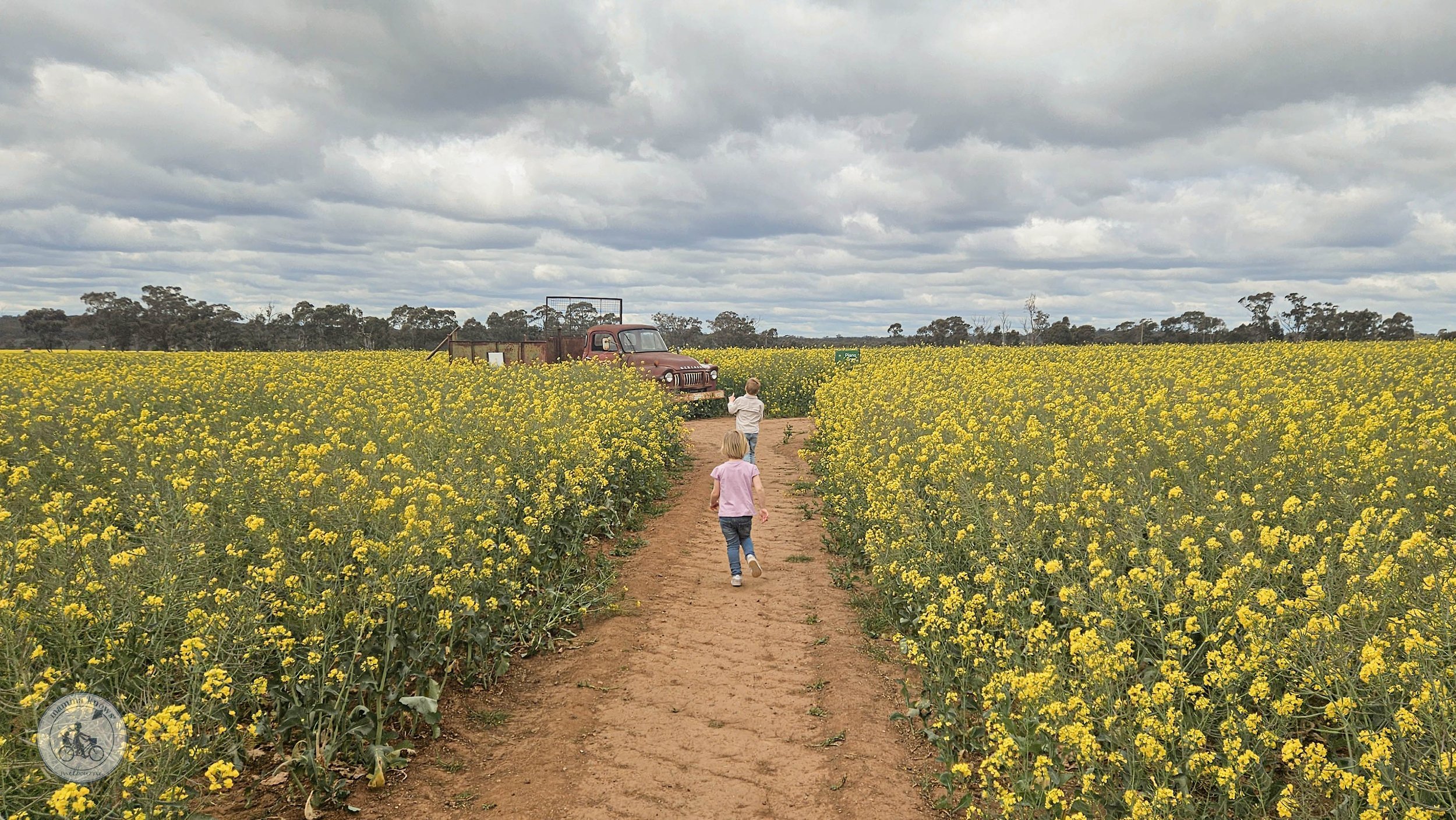 The Cornella Canola Walk