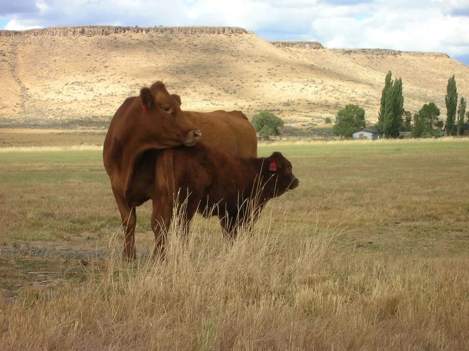 Cow phot.jpg
