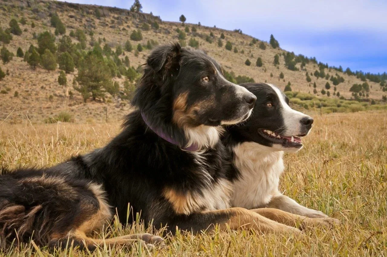 Amos and Moses at Witzel Corrals in the meadow.jpg