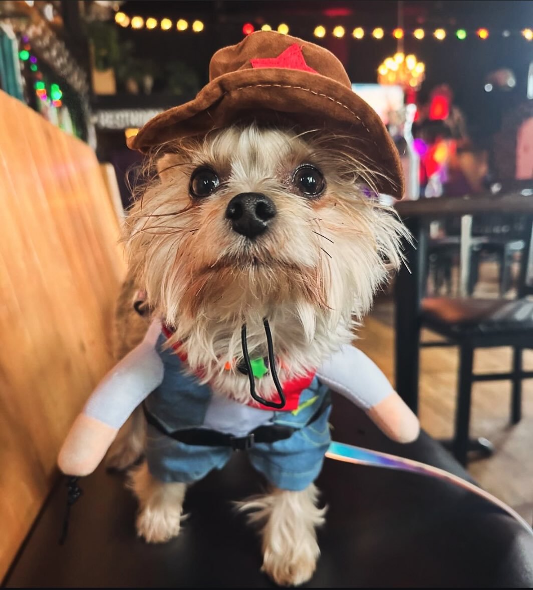 Poppy out here prospecting for pets🤠
@dogsofbrickhouse ❤️🐕