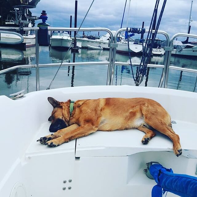 Spent all day yesterday power washing the Islander, sanded and oiled the teak, ran a full line and systems check; just have to replace my radio and we're good to go! Warden is happy to nap off the early thunderstorm he mostly slept through. .
.
#thed