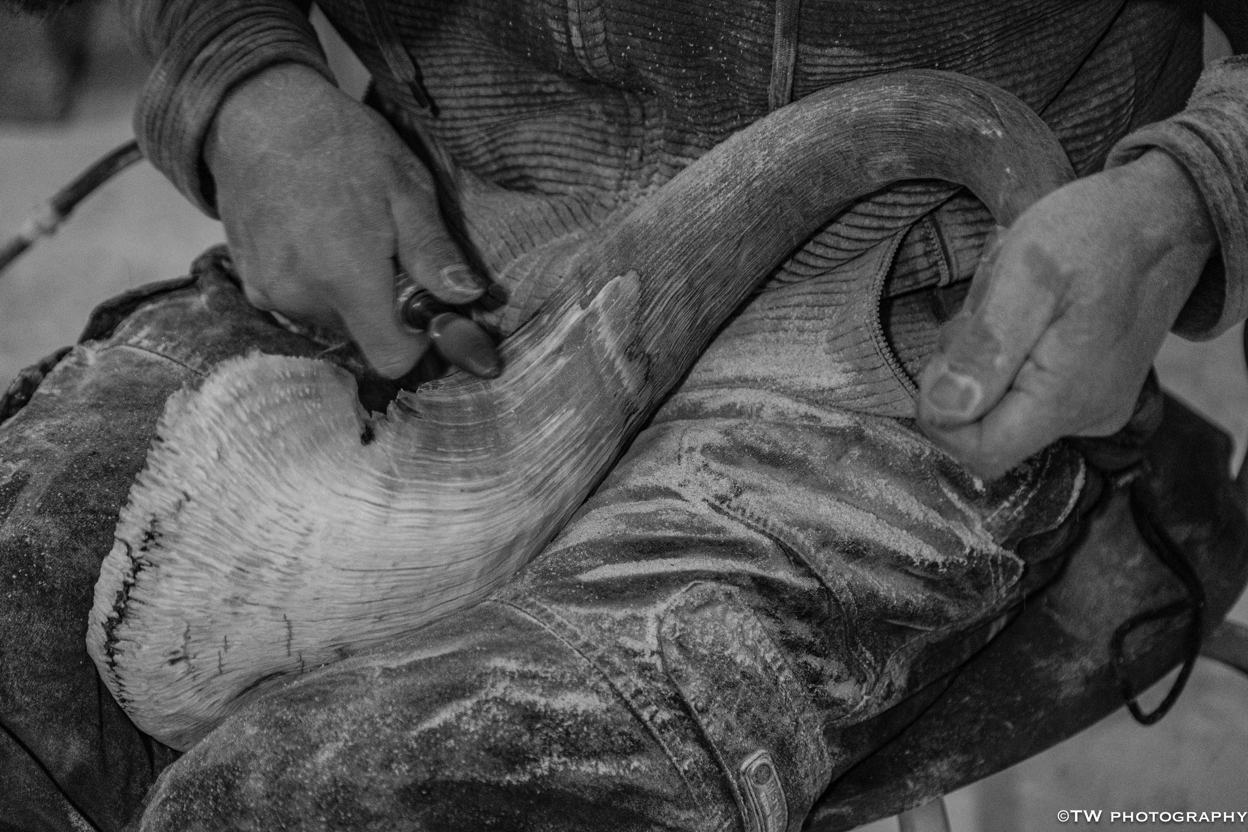 Carver’s Hands on Muskox Horn, NWT