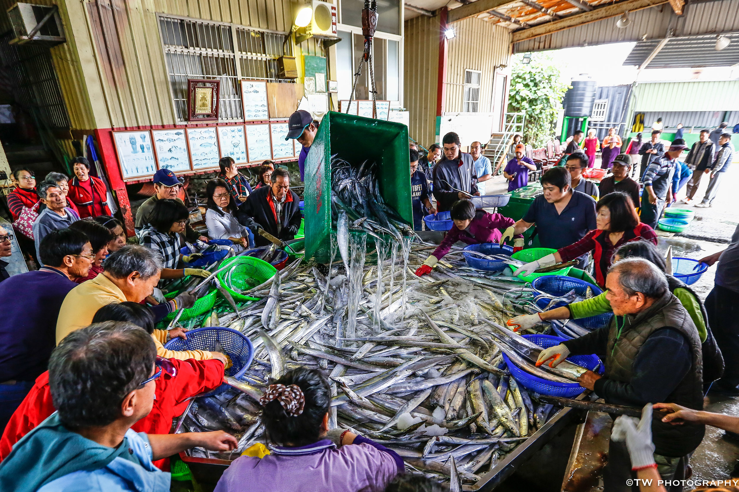 Local Fisher Pouring Fresh Catch at Fish Market at Hsinchu