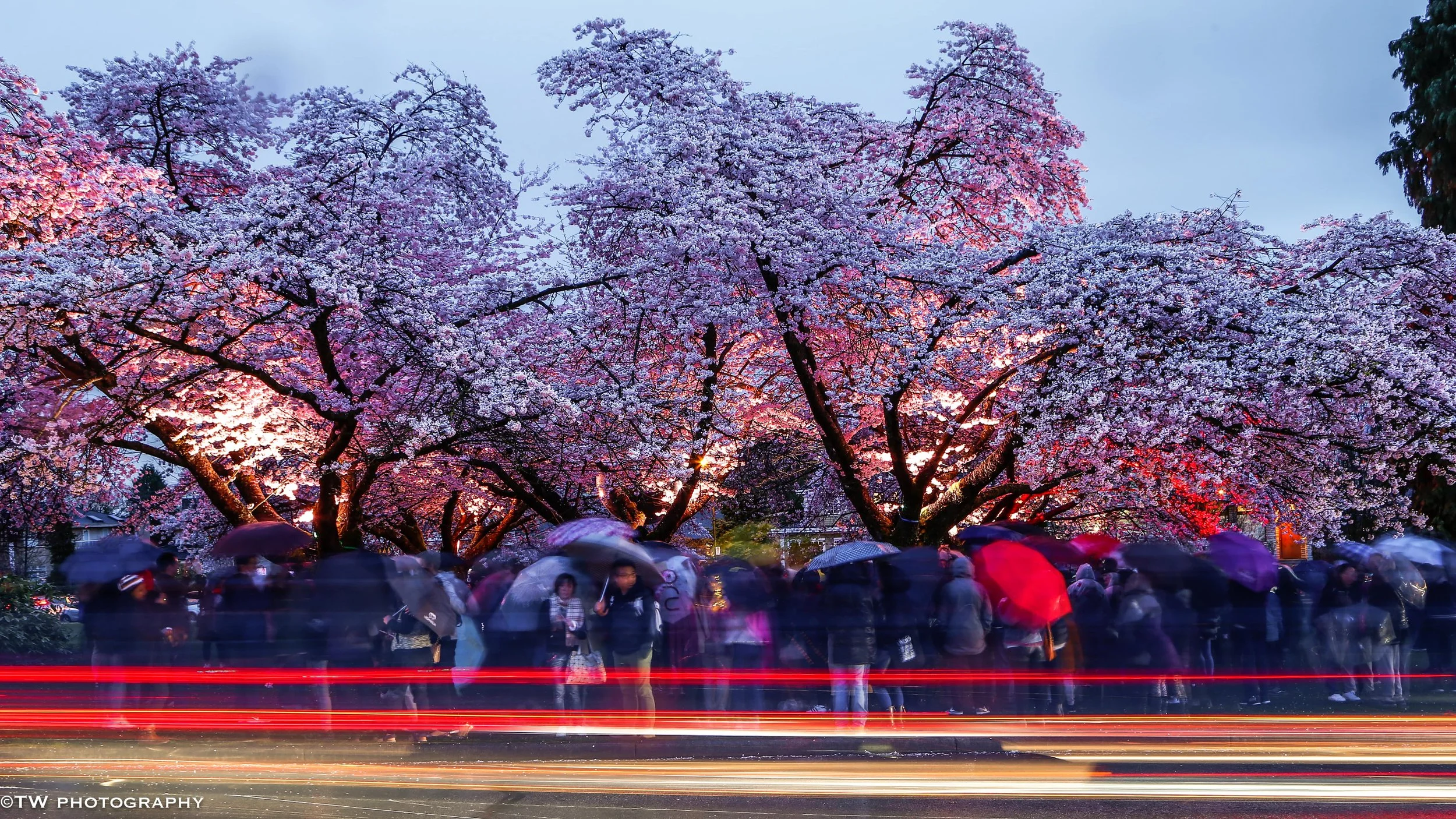 Cherry Blossoms in Spring Rainfall at Queen Elizabeth Park