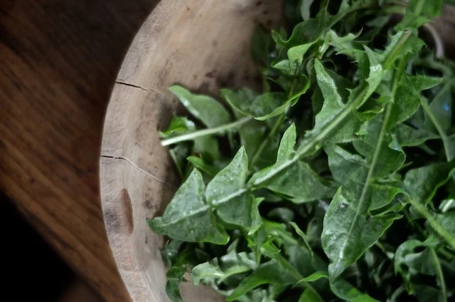 SPRING DANDELION PESTO