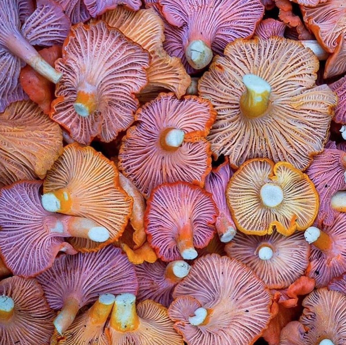 EP. 33 :: LIFE ON FUNCTIONAL MUSHROOMS {WITH DANIELLE RYAN BROIDA}
