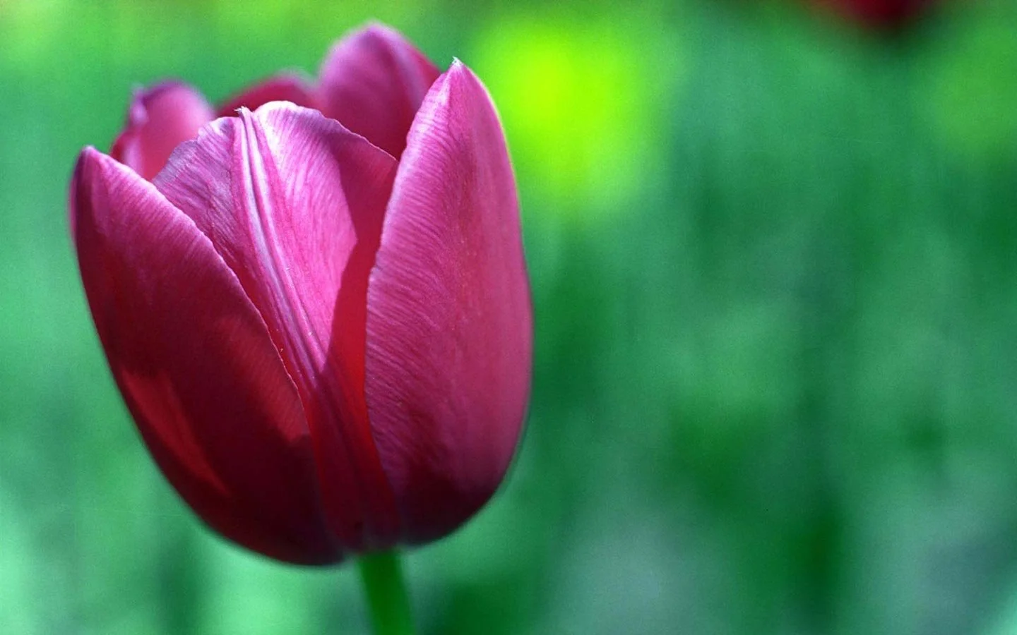tulip_flower_hd_wide-wide.jpg