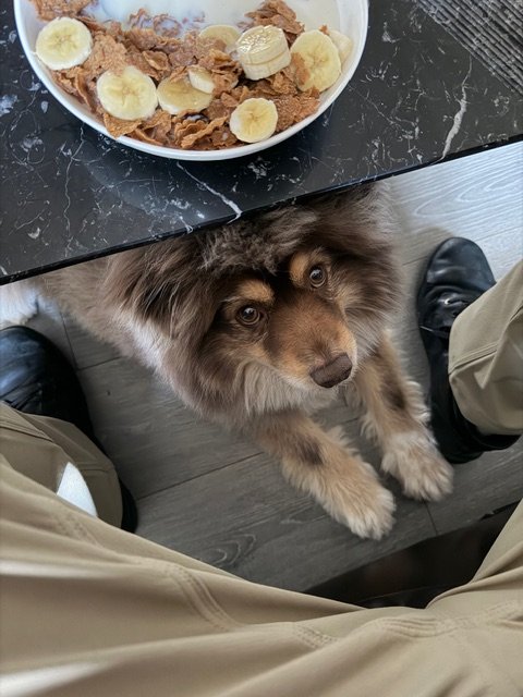 How to Remove Pet Stains from Carpet — What Actually Works