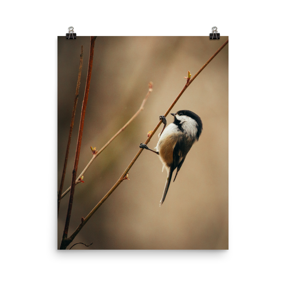 Black-Capped Chickadee