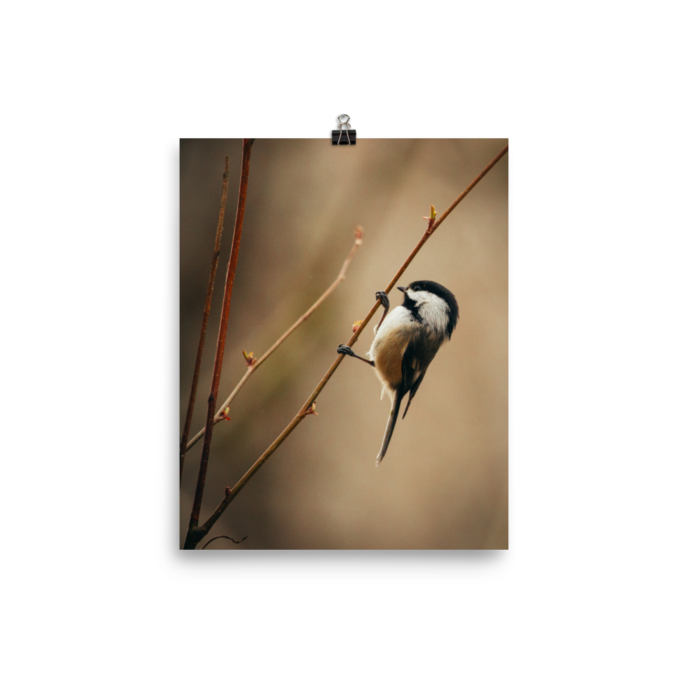 enhanced-matte-paper-poster-(in)-8x10-transparent-662959c25ba12.png