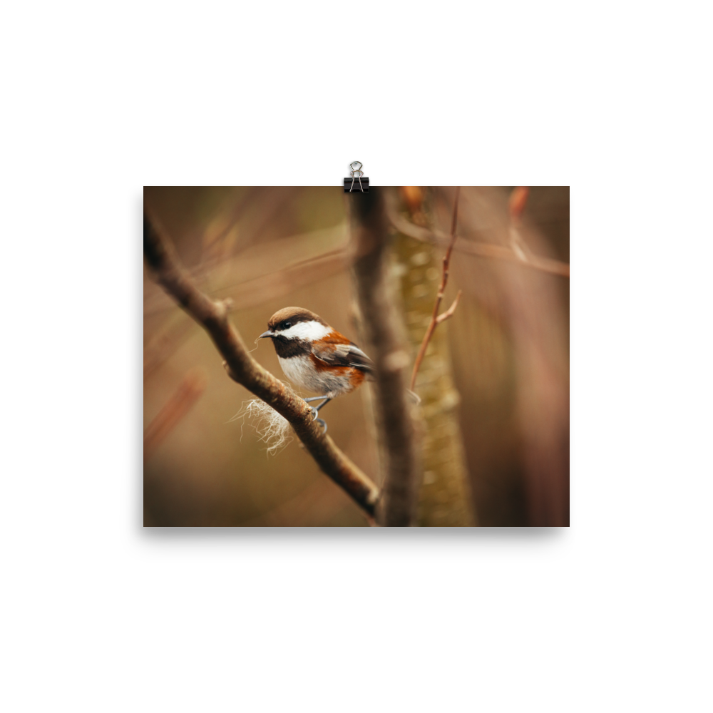enhanced-matte-paper-poster-(in)-8x10-transparent-6629666c79d5a.png