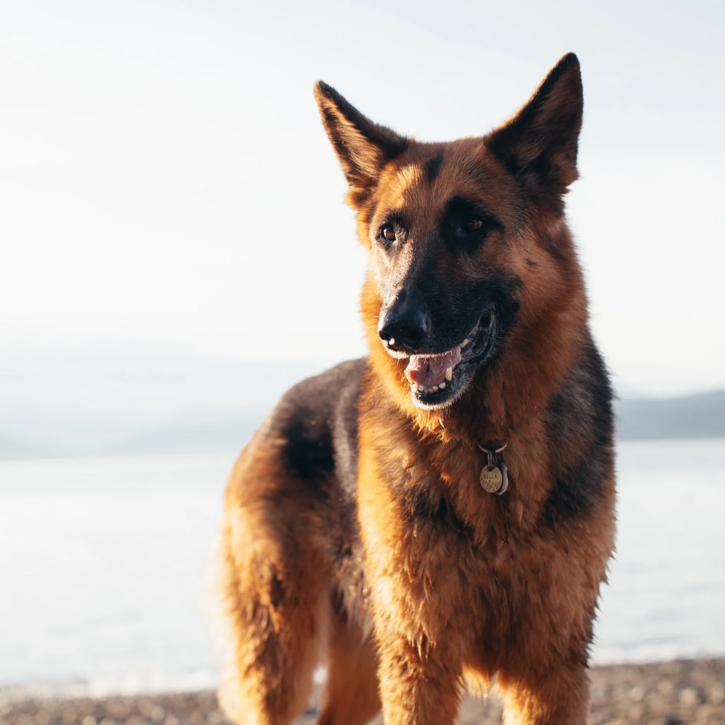 Ten years with Bella 🖤

I brought her home as an 11-week-old rescue pup, and she&rsquo;s been beside me through everything since. So many phases of life, so many highs and lows, and she has always been there. Steady. Loyal. Deeply tuned in to every 