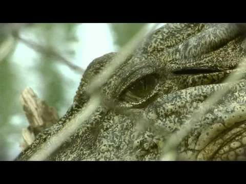 Crocodile (short film) 2008