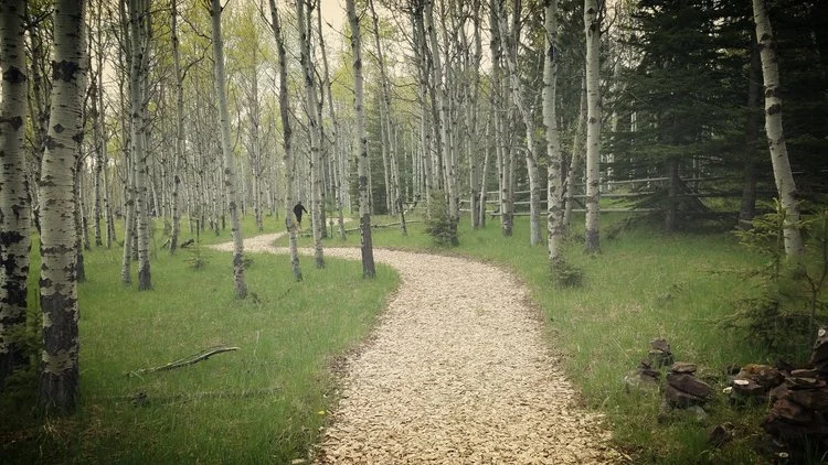 Pave+a+new+path.jpeg
