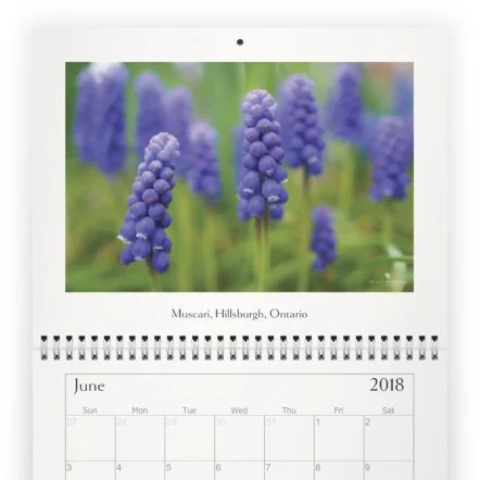 Calendar 2018 - June