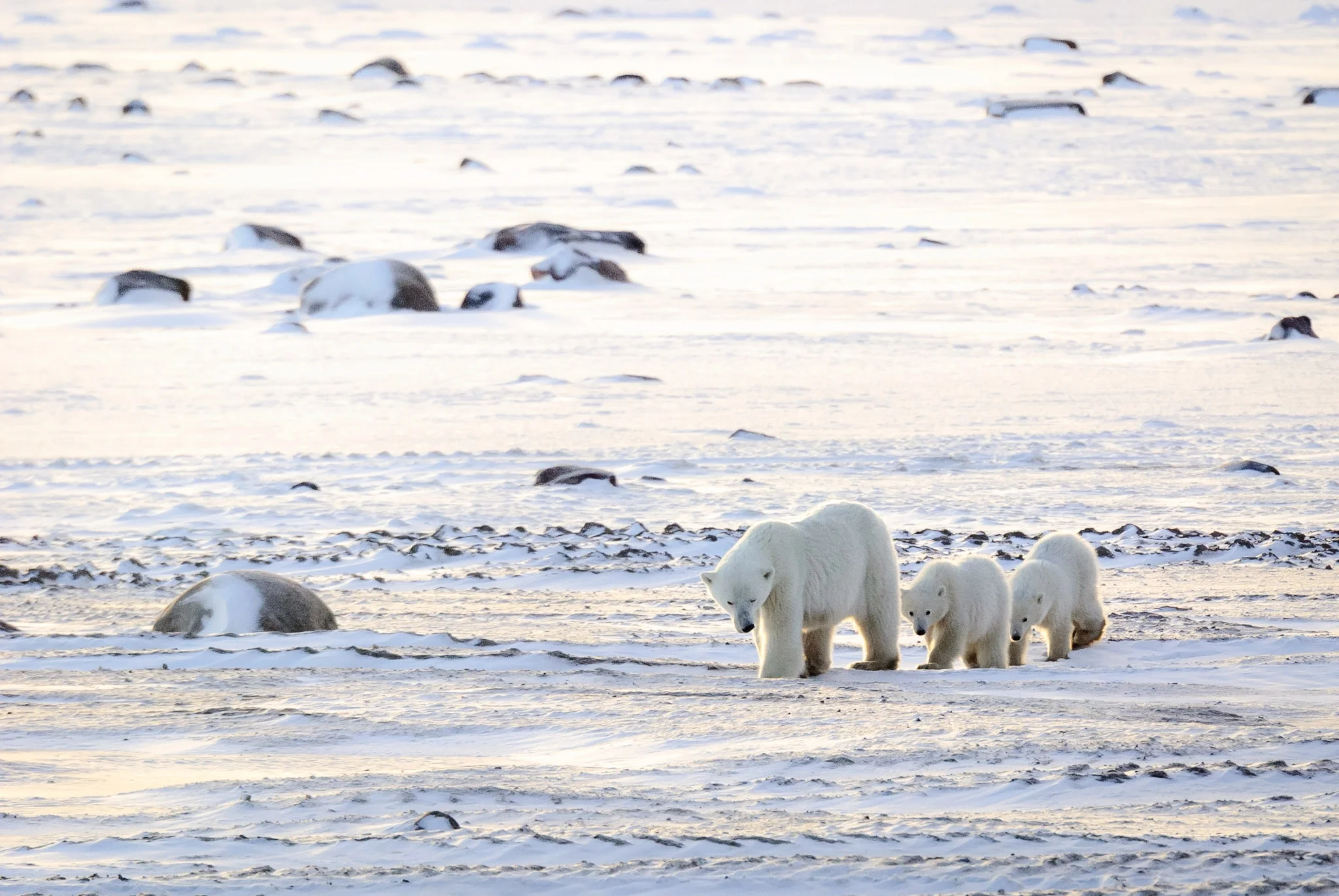 Mother and Cubs, Churchill, Manitoba, Canada