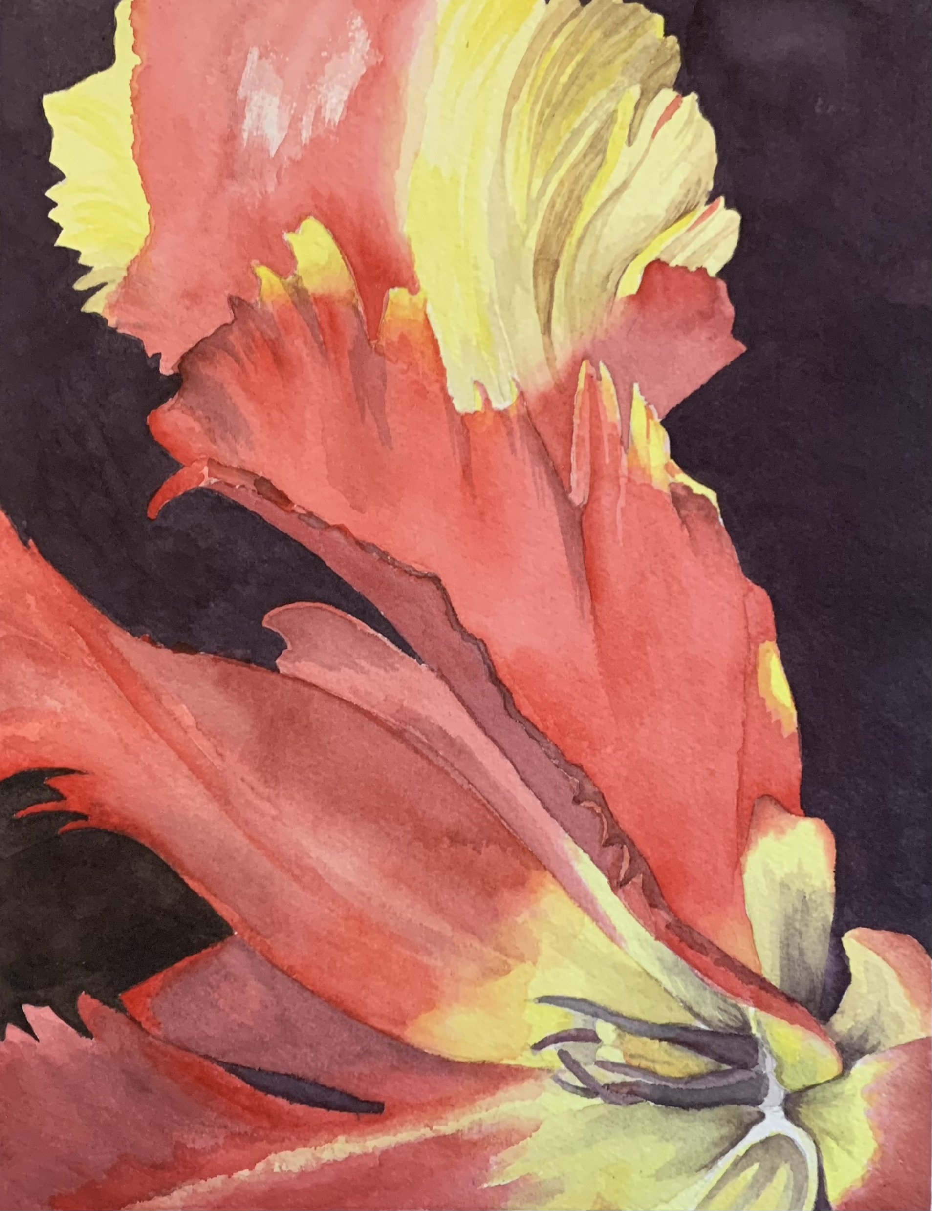 Tulip.jpeg