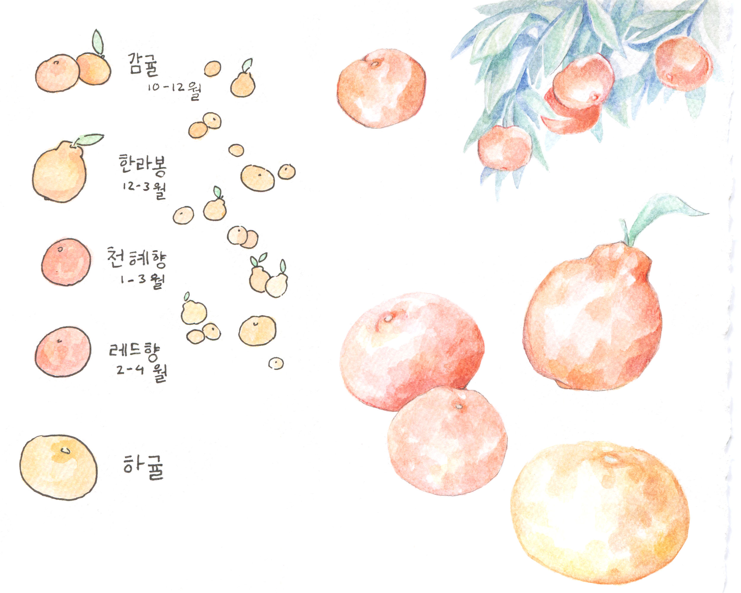 Jeju's most famous produce has to be 'Gyul' - and I hesitate to translate this as 'clementine' or 'mandarines'. There's such a variety of sizes, colors, textures and tastes!
