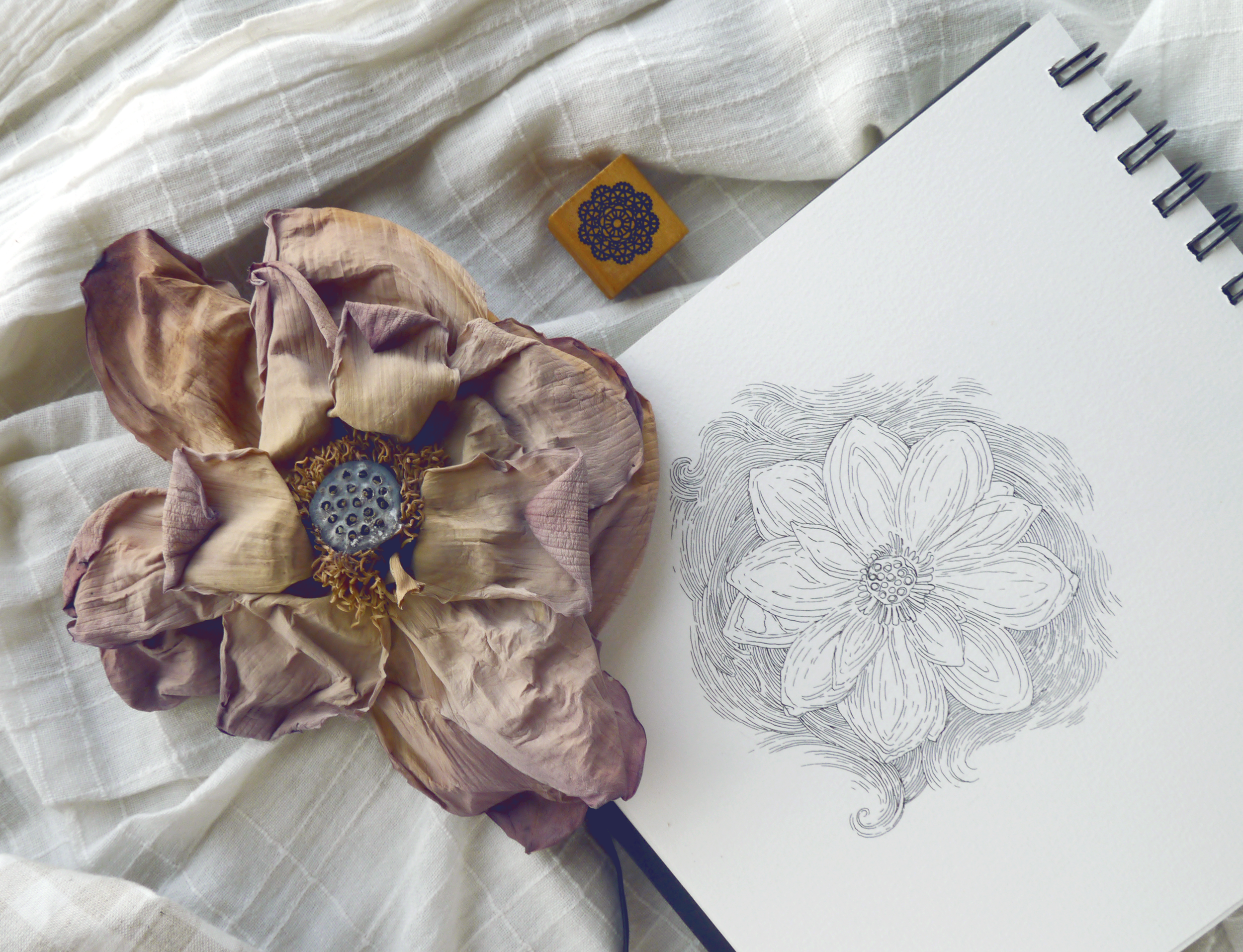 lotus-flower-tea-korea-sketch.png
