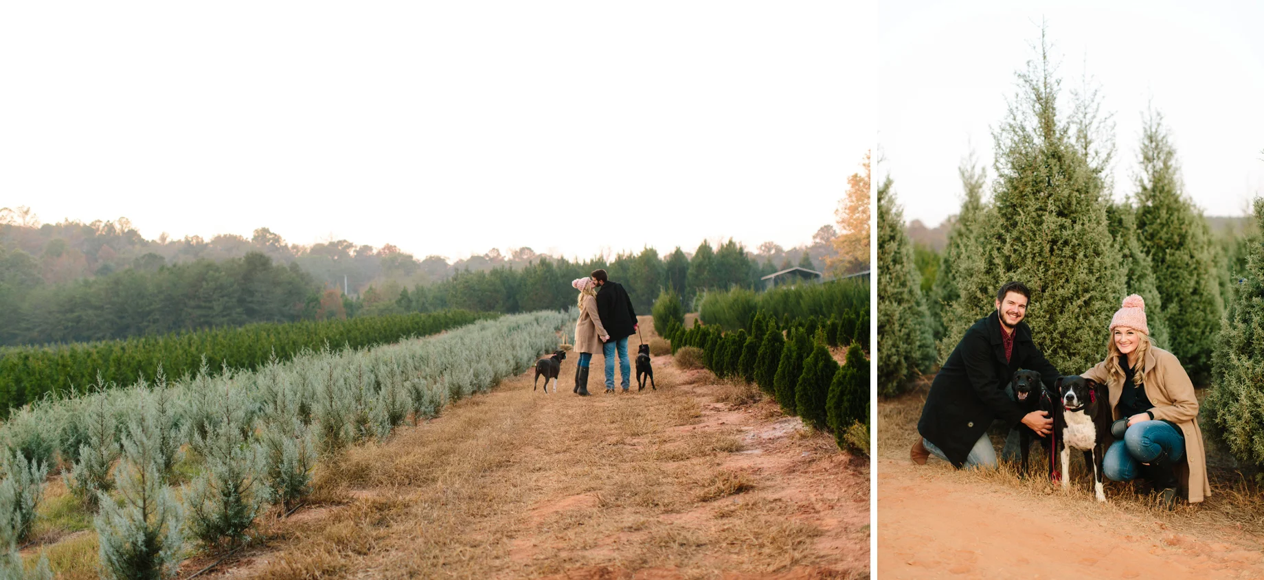 christmas tree farm photos