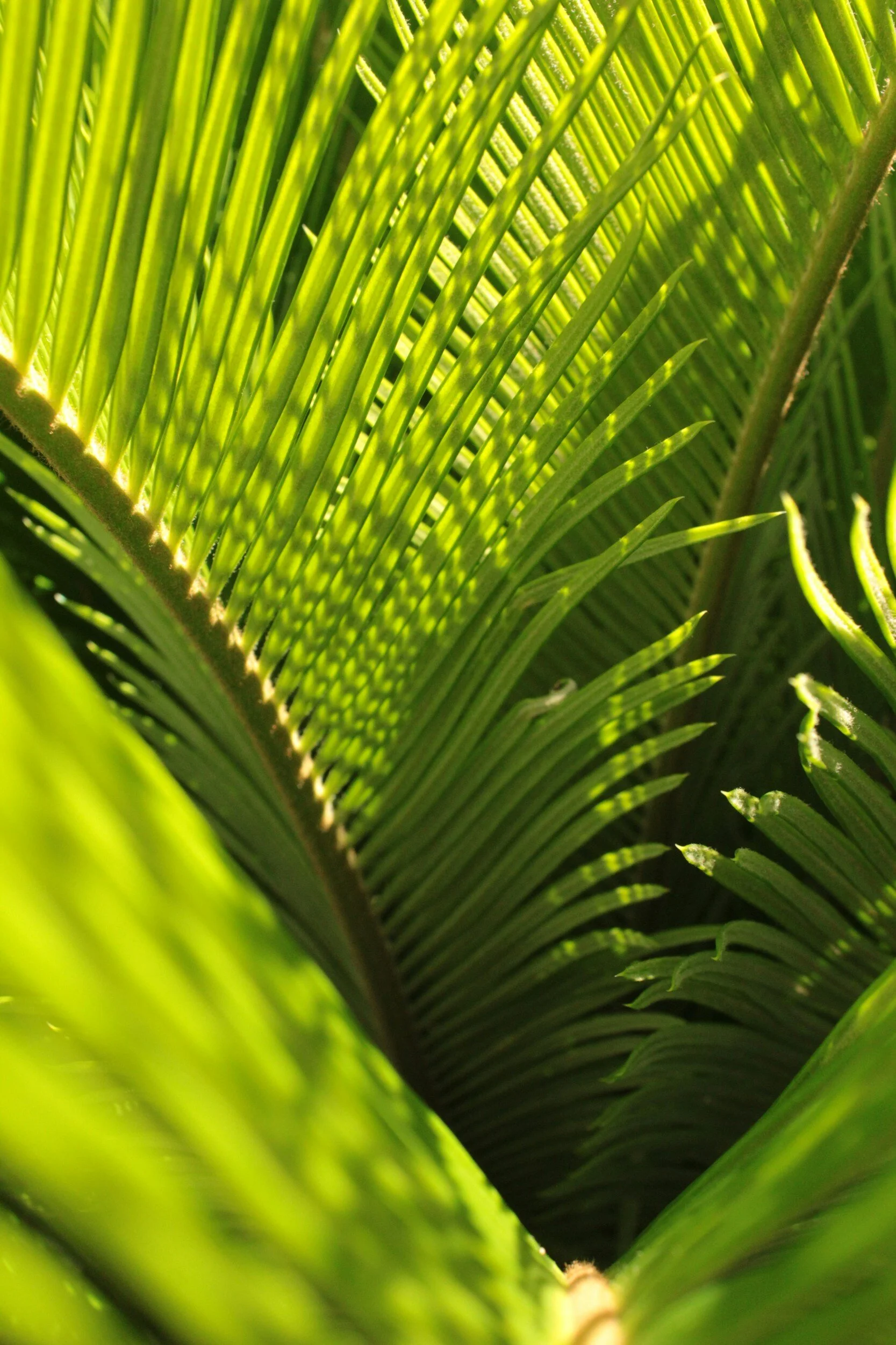 Palm Sunday Worship Service