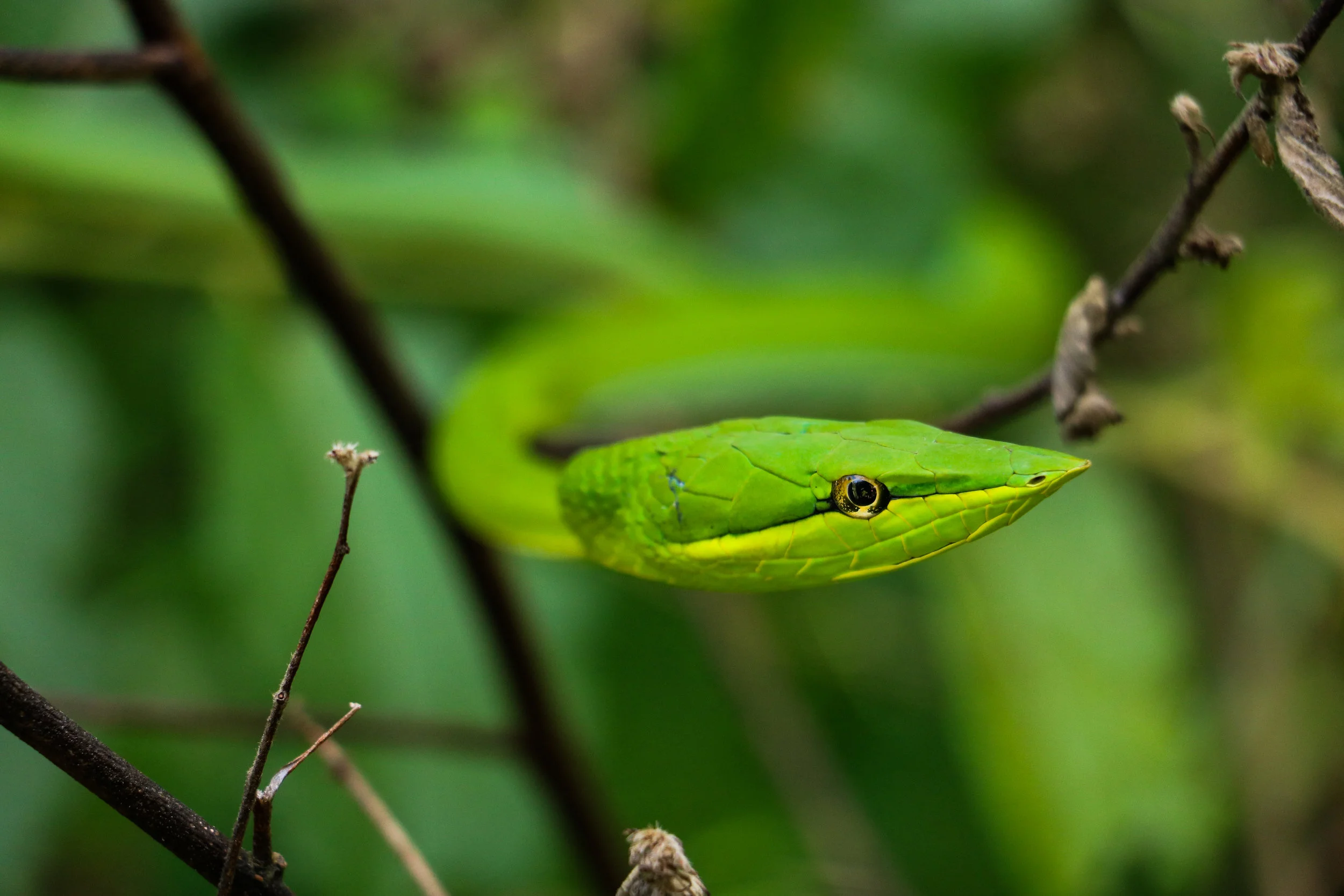 Fruit of the Vine Rincon de la Vieja, Costa Rica I encountered this Green Vine Snake in Costa Rica’s Rincon de la Vieja National Park, deep inside the dry Gunacaste region where volcanoes dot the landscape and disappear like Mount Olympus in the clouds. These snakes are expertly adapted to their environment, often disguising themselves as twisting vines and creeping slips among the branches and brambles, disappearing from the predator’s gaze and the scanning eyesight of their prey. Rincon de la Vieja is a bastion of biodiversity, providing food, water, and shelter for hundreds of unique and threatened species that make their home in the dry uplands of Costa Rica. The volcano and its surrounding slopes, hot springs, mud pots, and rich primary dry forest is a vital piece of the biological corridor utilized by charismatic species like tapirs and jaguars, and significant alterations to the intact forest could spell their untimely demise. For years now, there has been talk of the construction of a geothermal plant within the bounds of the National Park; while this proposed new exploitation of Costa Rica's renewable energy could bring us closer to a world without fossil fuels, one must also consider the precedent that this construction would set in stone. If the legal boundary of this protected wilderness is breached, where will the compromises and amendments to the protected status end? These are the important questions that the next generation has to answer as we move forward in pursuit of a sustainable future and the conservation of our planet's keystone biodiversity. For now, the vine snakes watch the tourists as they pass along the park’s new trails, rarely ever noted to be anything except another bramble in the bush, and when night falls, slink back into the forest and are gone. 