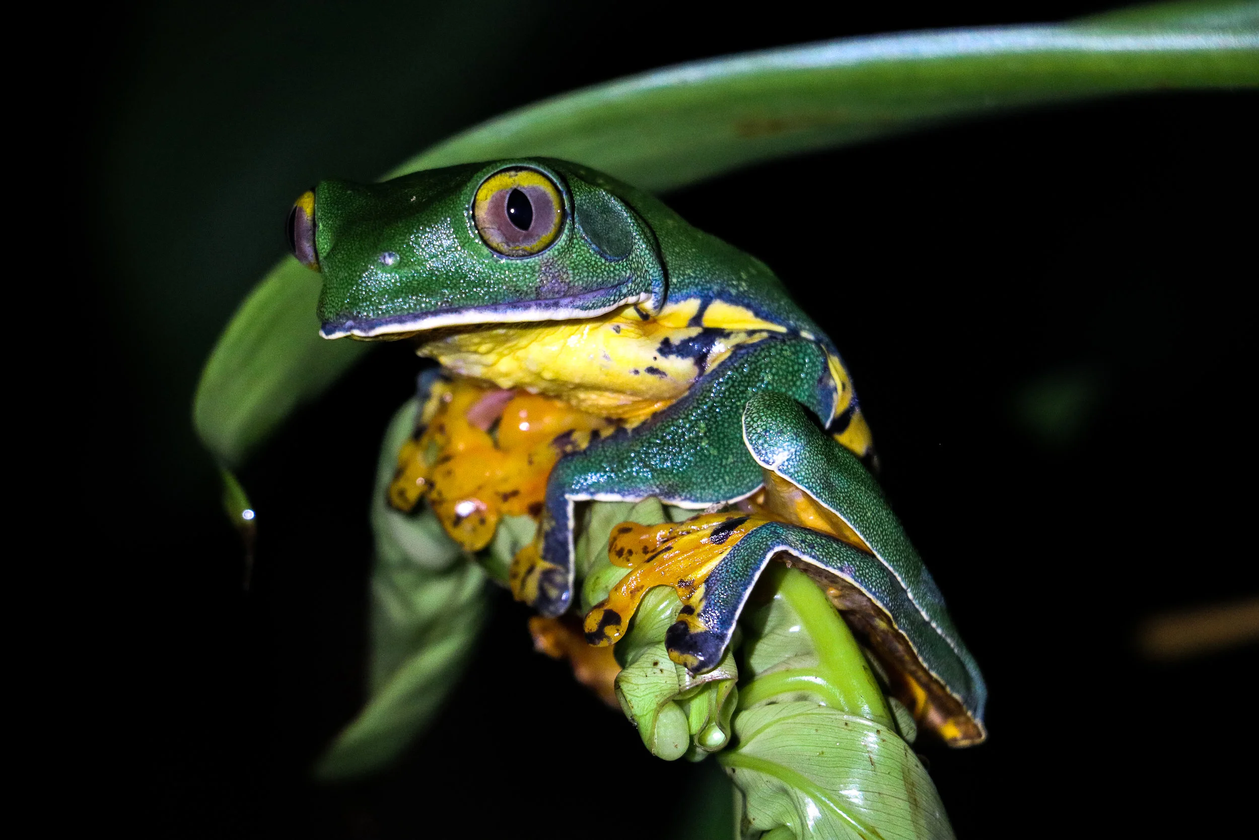 Splendid Leaf Frog Sarapiquí, Costa Rica In his amphibians guide, Leenders calls the Splendid Leaf Frog "a Holy Grail," and after encountering one in the wild on Costa Rica's Caribbean slope one warm April night, I am inclined to agree. These frogs are rarely seen because they make their home in the canopy of undisturbed forest, only sojourning to the forest floor for purposes of reproduction; at these important times, they are known to glide from the treetops using the webbing between their fingers and toes as an air brake. The most important word in the lines above is "undisturbed." These frogs cannot survive in heavily impacted habitats, which makes the discovery of this individual significant. The Sarapiquí region of northeastern CR is a hotspot for agriculture expansion; pineapple is pushing in, and the pesticides and runoff threaten the surrounding forests. But the presence of the Splendid Leaf Frog offers hope. I found this frog on private land owned by a Tico named Geovanny. If he wanted to, he could sell his plot of forest to Del Monte and retire young; instead, he's chosen to protect his land and all the pieces of the puzzle that exist there. I've followed water snakes along the riverbanks and taken tree boas out of student cabins here; glass frogs dance among the leaves at night. One man protecting one patch of forest allows one leaf frog to lay fifty-four eggs. One individual can positively impact the planet. One of the most important things I learned in the jungle is the small things that we do spark evolution on a broader scale. But I also learned patience. The Splendid Leaf Frog did not learn to fly in just a day; it took a couple hundred million years or so to get it right. We've emerged as the top predator of our time; it is up to us what we will do with our power over nature. I hope, like Geovanny, that we can find our place, and live among the leaf frogs.