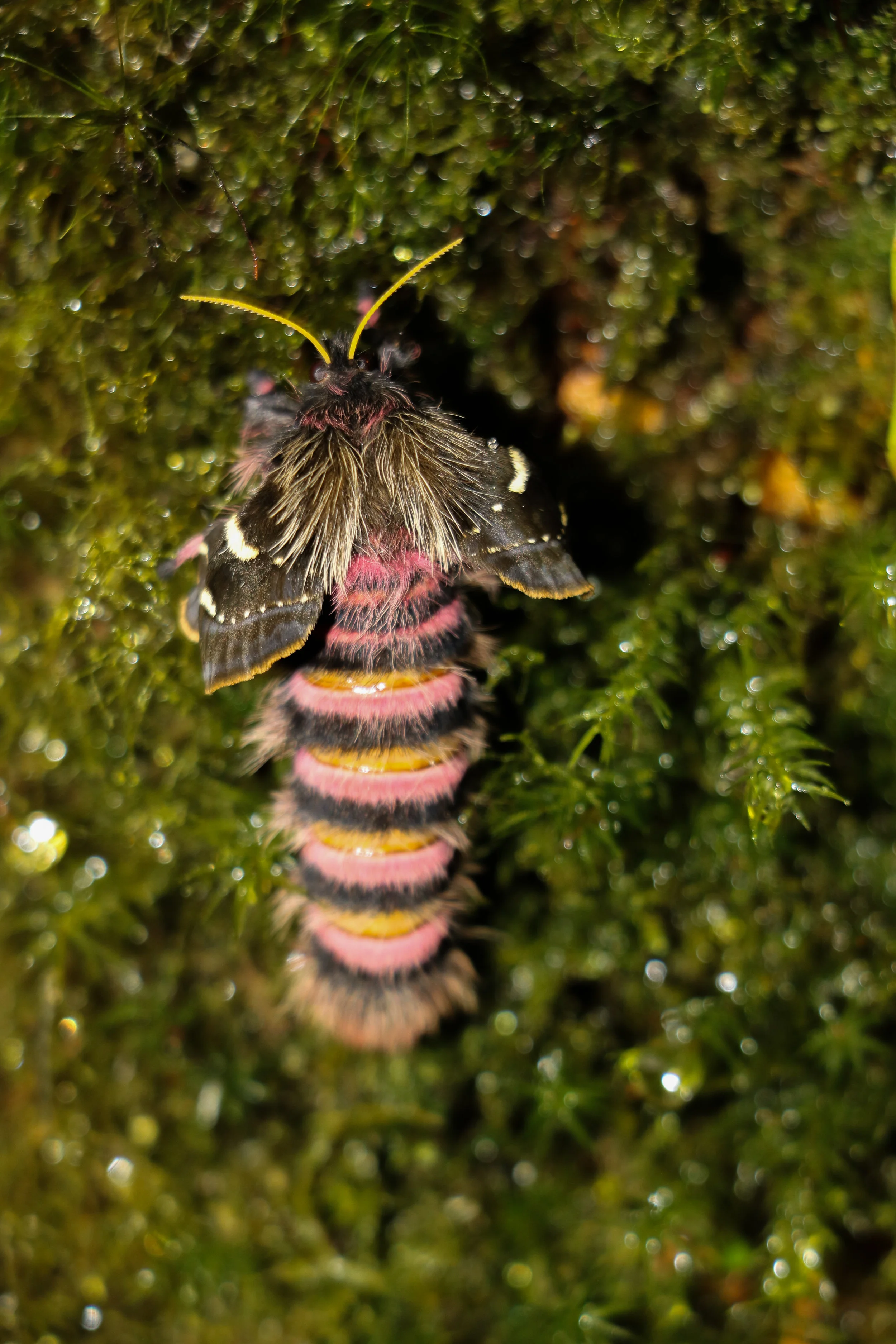 Metamorphia Monteverde, Costa Rica I encountered this Periphoba moth on a hike through the cloud forest just a few minutes after it emerged from its chrysalis. At 1500 meters, the continental divide traces the spine of the mountain peaks in Monteverde, creating a unique and temporal habitat unlike anything else in the world. These are the same ecosystems where the Golden Toad once made its home, before the changing climate warmed its world and drove it to extinction. As the town of Monteverde warms, the endemic species will not be the only things to feel the heat; with an economy propped up by ecotourism, the human residents of Monteverde, too, will soon have to confront the realities of their changing world. Crouching in the early morning darkness of the forest, chased by swirling mist and the rain that was making its way slowly up the mountain, I watched the young moth’s wings unfold and then I left it to whatever future it might find. 