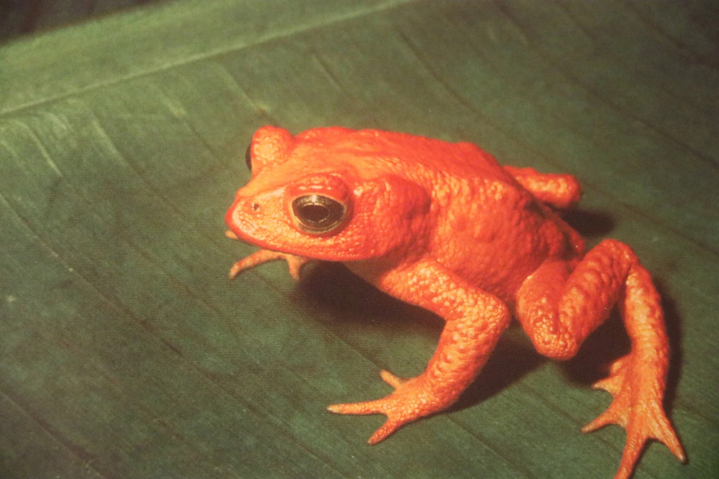 Toad's Past is Prologue