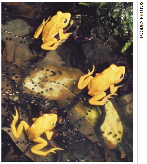 A photo of Golden Toads at their breeding pools, found in an essay by Alan Pounds. 