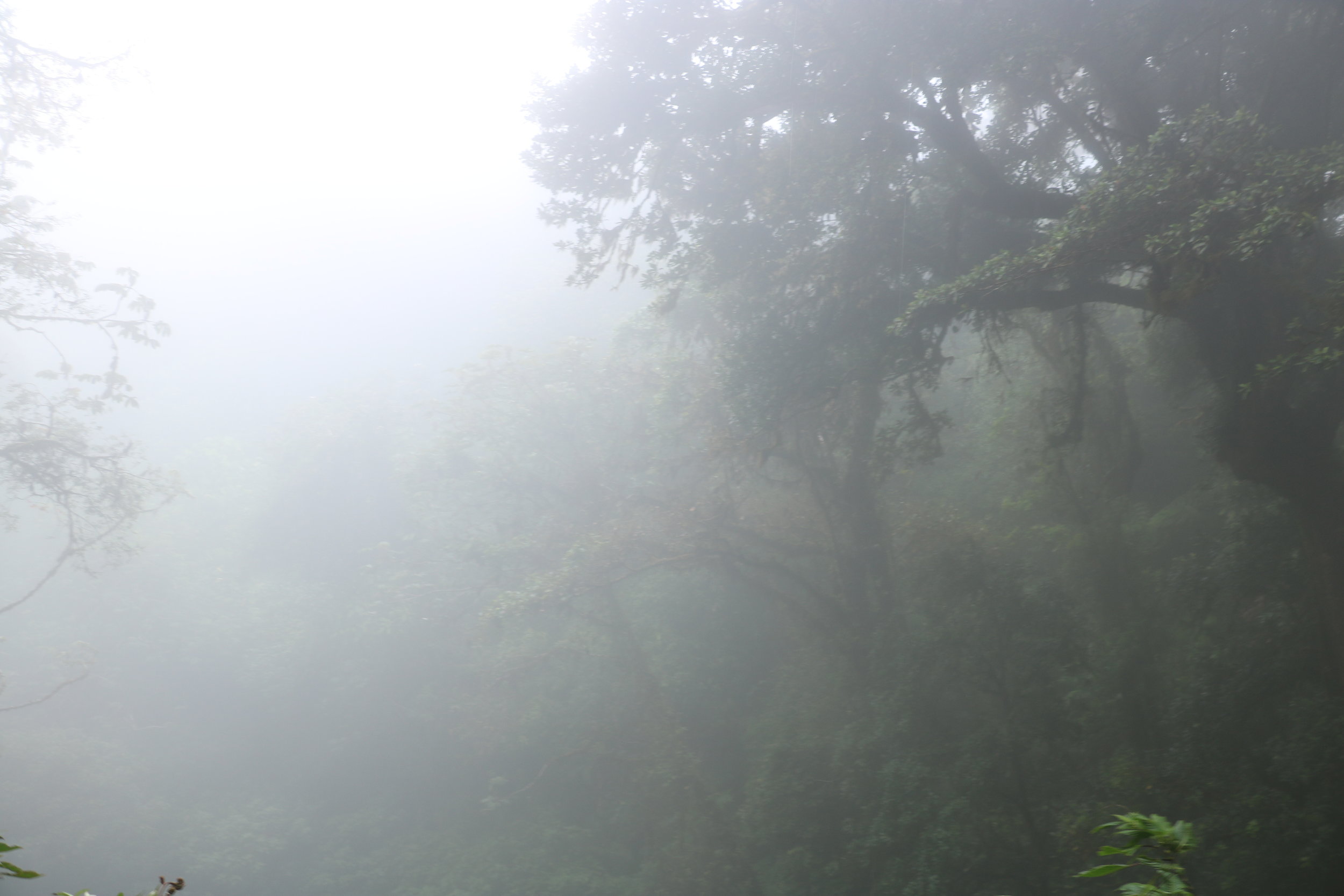 The Search for the Golden Toad