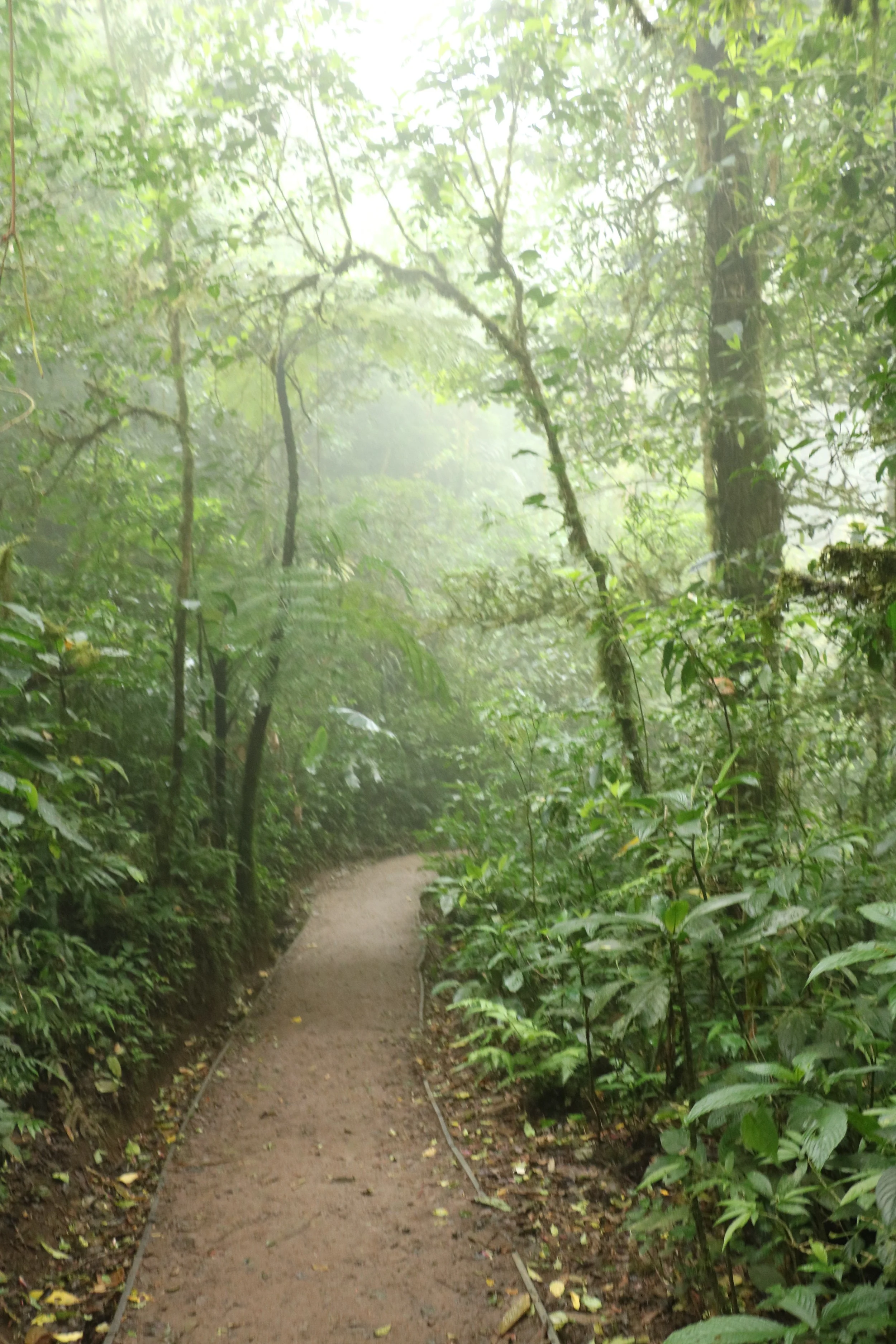One of the public trails snaking through the Cloud Forest Reserve