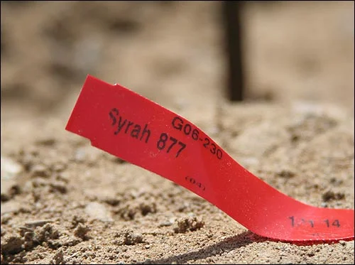 Family Project Day, Part II