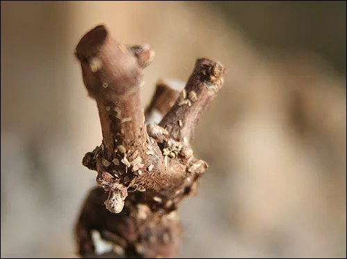 More prep work for the vines