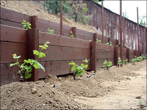 Shooting up like crazy