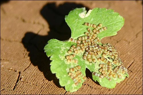 My first harvest and my first infestation